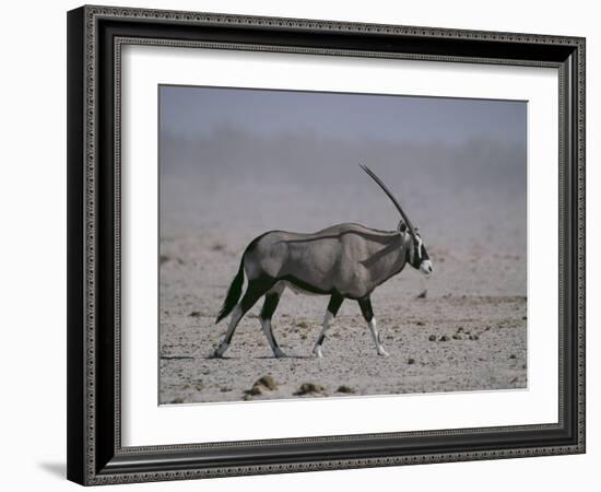 Oryx Gazella Beisa-DLILLC-Framed Photographic Print