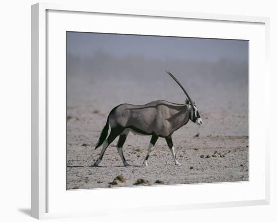 Oryx Gazella Beisa-DLILLC-Framed Photographic Print