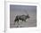 Oryx Gazella Beisa-DLILLC-Framed Photographic Print