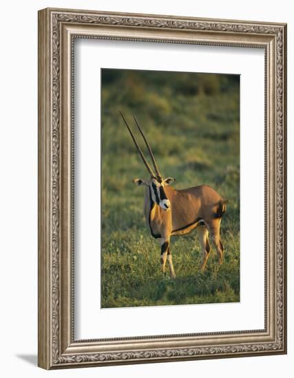 Oryx Gazella-DLILLC-Framed Photographic Print