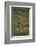 Oryx Gazella-DLILLC-Framed Photographic Print