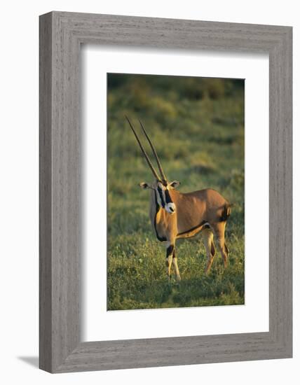 Oryx Gazella-DLILLC-Framed Photographic Print