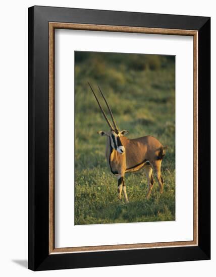 Oryx Gazella-DLILLC-Framed Photographic Print