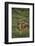 Oryx Gazella-DLILLC-Framed Photographic Print