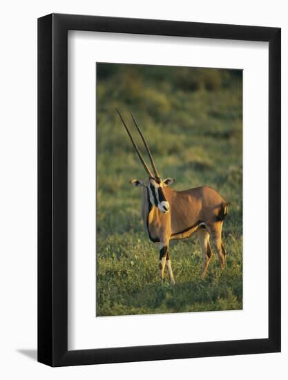 Oryx Gazella-DLILLC-Framed Photographic Print