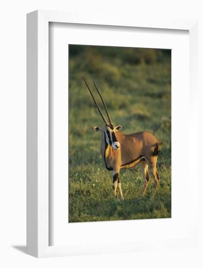 Oryx Gazella-DLILLC-Framed Photographic Print