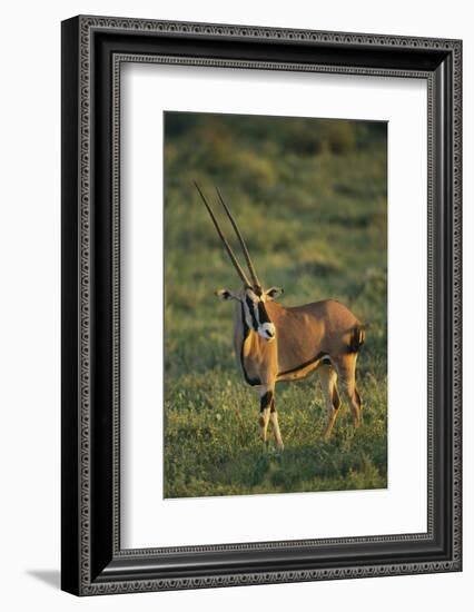 Oryx Gazella-DLILLC-Framed Photographic Print