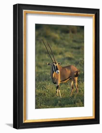 Oryx Gazella-DLILLC-Framed Photographic Print