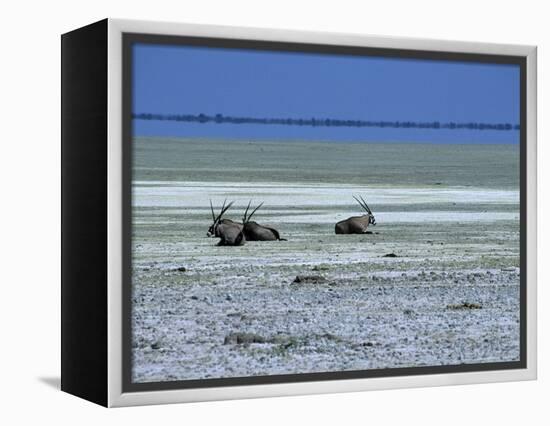 Oryx, Gemsbok, Oryx Gazella, Etosha National Park, Namibia, Africa-Thorsten Milse-Framed Premier Image Canvas