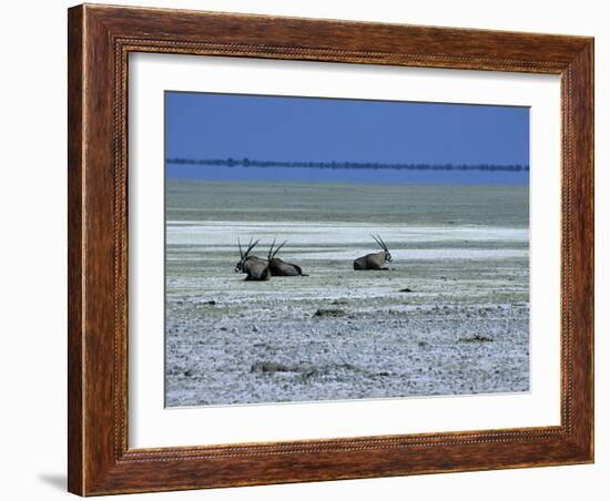 Oryx, Gemsbok, Oryx Gazella, Etosha National Park, Namibia, Africa-Thorsten Milse-Framed Photographic Print