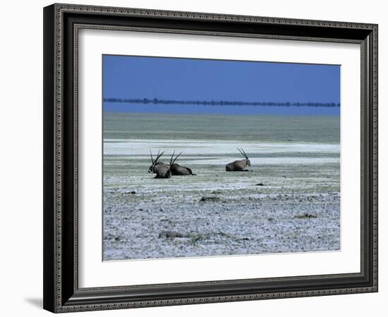 Oryx, Gemsbok, Oryx Gazella, Etosha National Park, Namibia, Africa-Thorsten Milse-Framed Photographic Print