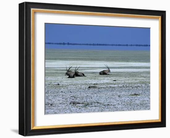 Oryx, Gemsbok, Oryx Gazella, Etosha National Park, Namibia, Africa-Thorsten Milse-Framed Photographic Print