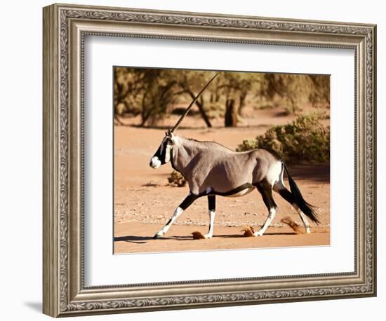 Oryx, Namib Desert, 2017-Eric Meyer-Framed Photographic Print