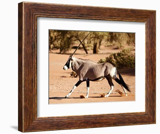 Oryx, Namib Desert, 2017-Eric Meyer-Framed Photographic Print