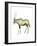 Oryx (Oryx Gazella), Mammals-Encyclopaedia Britannica-Framed Art Print