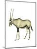 Oryx (Oryx Gazella), Mammals-Encyclopaedia Britannica-Mounted Art Print