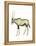 Oryx (Oryx Gazella), Mammals-Encyclopaedia Britannica-Framed Stretched Canvas