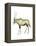 Oryx (Oryx Gazella), Mammals-Encyclopaedia Britannica-Framed Stretched Canvas