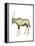 Oryx (Oryx Gazella), Mammals-Encyclopaedia Britannica-Framed Stretched Canvas