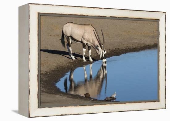 Oryx reflection in waterhole, Etosha National Park-Darrell Gulin-Framed Premier Image Canvas
