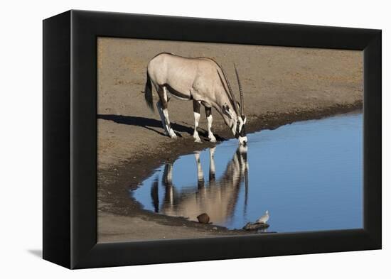 Oryx reflection in waterhole, Etosha National Park-Darrell Gulin-Framed Premier Image Canvas