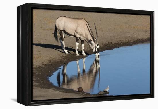 Oryx reflection in waterhole, Etosha National Park-Darrell Gulin-Framed Premier Image Canvas