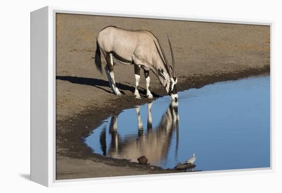 Oryx reflection in waterhole, Etosha National Park-Darrell Gulin-Framed Premier Image Canvas