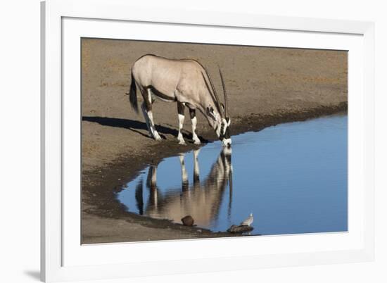 Oryx reflection in waterhole, Etosha National Park-Darrell Gulin-Framed Photographic Print