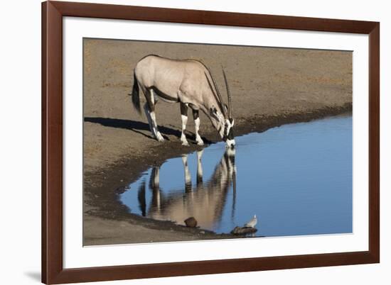 Oryx reflection in waterhole, Etosha National Park-Darrell Gulin-Framed Photographic Print