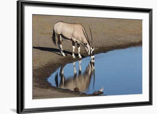 Oryx reflection in waterhole, Etosha National Park-Darrell Gulin-Framed Photographic Print