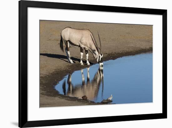 Oryx reflection in waterhole, Etosha National Park-Darrell Gulin-Framed Photographic Print