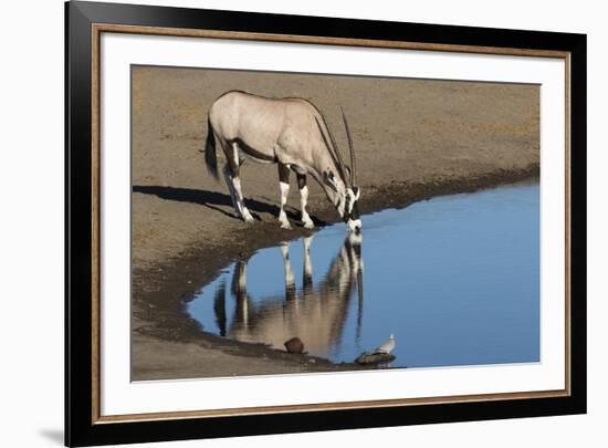 Oryx reflection in waterhole, Etosha National Park-Darrell Gulin-Framed Photographic Print