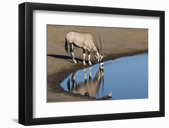 Oryx reflection in waterhole, Etosha National Park-Darrell Gulin-Framed Photographic Print