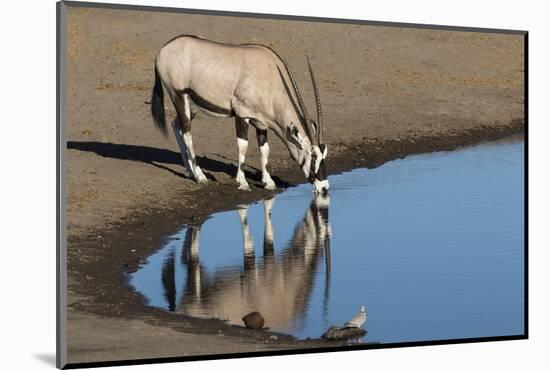 Oryx reflection in waterhole, Etosha National Park-Darrell Gulin-Mounted Photographic Print