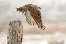 Flight Against the Snowstorm-Osamu Asami-Laminated Photographic Print