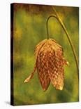 Warm Iris-Osaria Copperstone-Giclee Print
