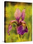 Warm Iris-Osaria Copperstone-Giclee Print