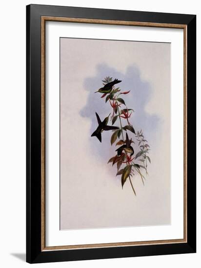 Osbert's Emerald, Chlorostilbon Osberti-John Gould-Framed Giclee Print