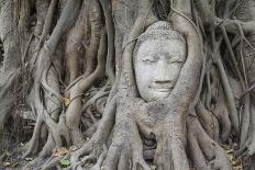 Buddha Statue Head Surrounded By Tree Roots. Wat Phra Mahathat Temple. Ayutthaya, Thailand-Oscar Dominguez-Photographic Print