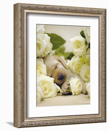 Oscar-Rachael Hale-Framed Art Print