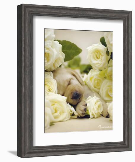 Oscar-Rachael Hale-Framed Art Print