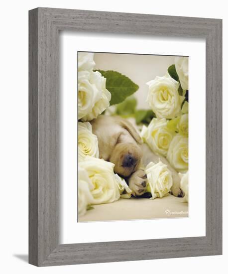 Oscar-Rachael Hale-Framed Art Print