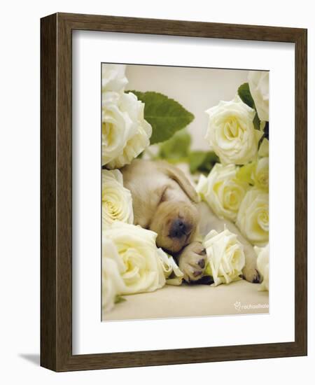 Oscar-Rachael Hale-Framed Art Print