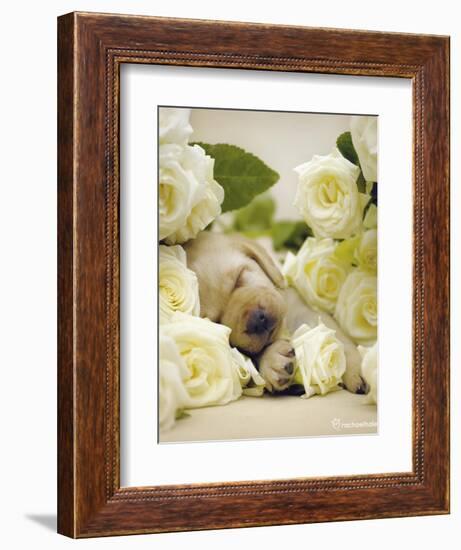 Oscar-Rachael Hale-Framed Art Print