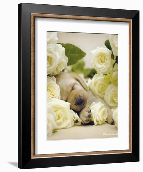 Oscar-Rachael Hale-Framed Art Print