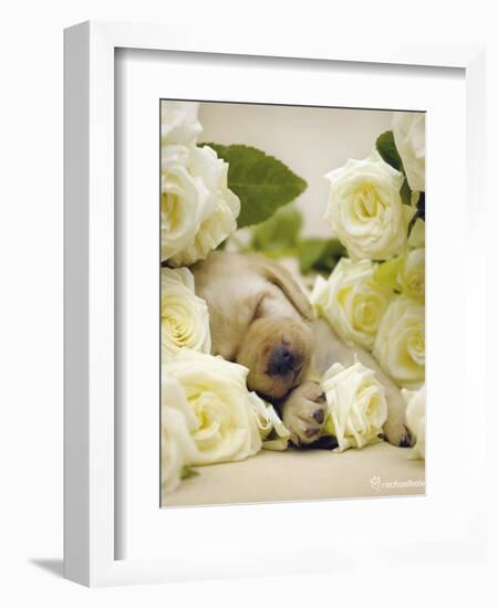 Oscar-Rachael Hale-Framed Art Print