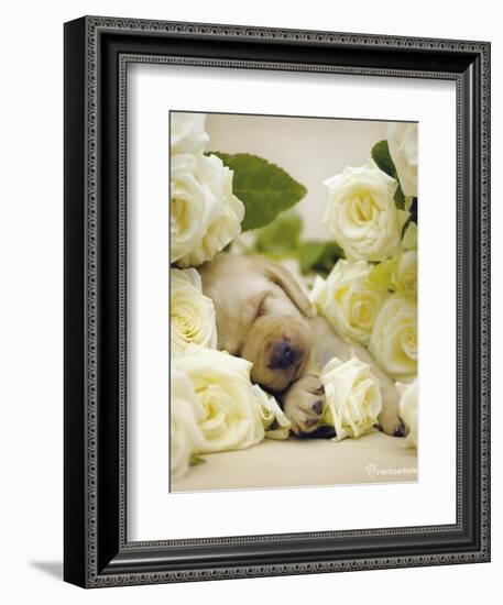 Oscar-Rachael Hale-Framed Art Print