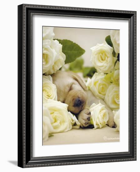 Oscar-Rachael Hale-Framed Art Print