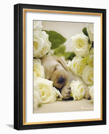 Oscar-Rachael Hale-Framed Art Print