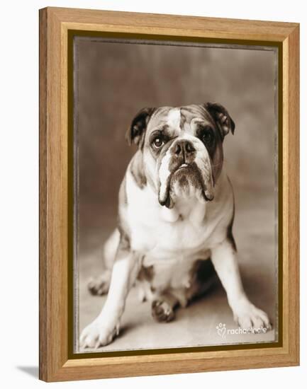 Oscar-Rachael Hale-Framed Premier Image Canvas